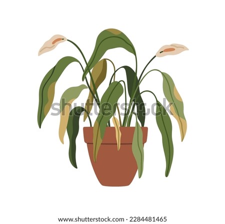 Withered flower plant in pot. Wilted dying ill leaves of dry houseplant in planter. Ugly dead Spathiphyllum, unhealthy peace lilies falling down. Flat vector illustration isolated on white background