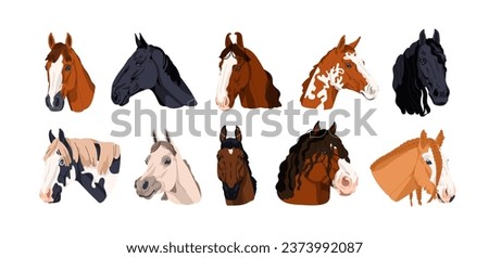 Horse heads set. Different stallions breeds. Thoroughbred equine animals species. Steeds faces with mane. Purebred appaloosa, shire, mustang. Flat vector illustrations isolated on white background