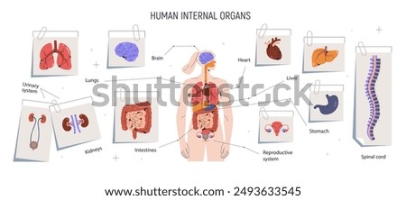 Human anatomy, body parts, internal organs infographic. Female anatomical sheme with brain, heart, intestines, stomach and reproductive system. Flat vector illustration isolated on white background