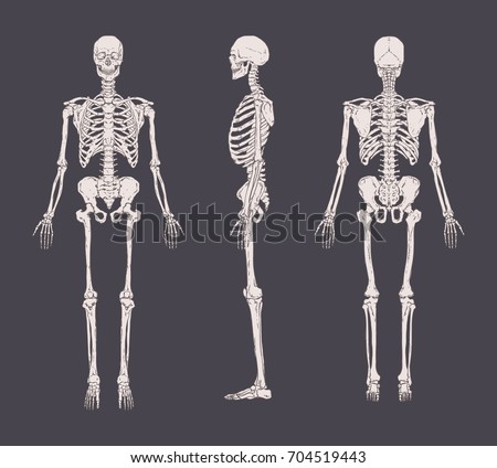 Set of realistic skeletons isolated on gray background. Anterior, lateral and posterior view. Concept of anatomy of human skeletal system. Vector illustration for educational or medical banner.