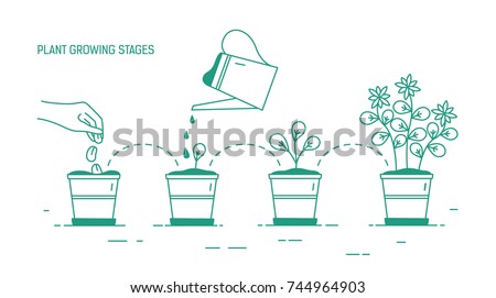 Growing phases of potted plant - seeding, germination, watering of seedlings, blooming. Life cycle of houseplant drawn with green contour lines on white background. Monochrome vector illustration.