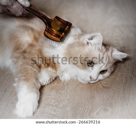 Man grooming cat