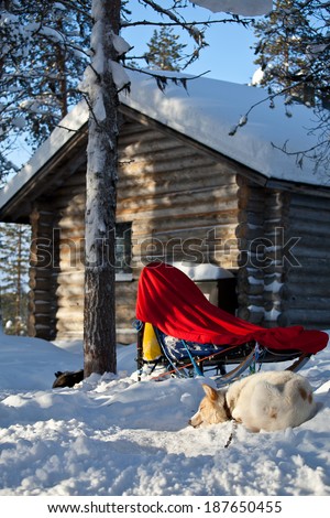 Husky dog in the snow, sleigh and wooden cabin