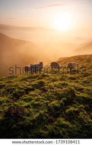 Similar – Image, Stock Photo Sheep in a meadow sheep