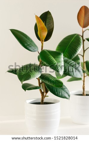 Image, Stock Photo Two houseplants Ficus elastic in white ceramic flower pots.