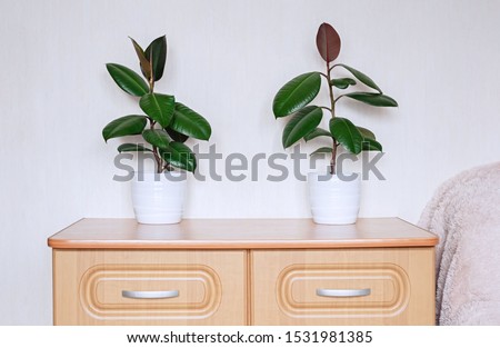 Similar – Image, Stock Photo Two houseplants Ficus elastic in white ceramic flower pots.