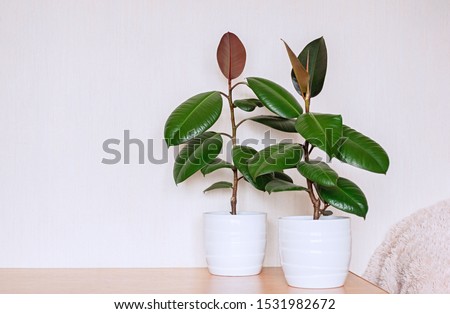 Similar – Image, Stock Photo Two houseplants Ficus elastic in white ceramic flower pots.