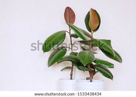 Similar – Image, Stock Photo Two houseplants Ficus elastic in white ceramic flower pots.