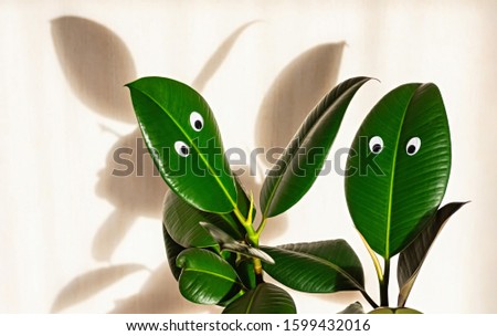 Similar – Image, Stock Photo Two houseplants Ficus elastic in white ceramic flower pots.