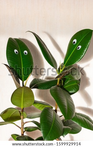 Similar – Image, Stock Photo Two houseplants Ficus elastic in white ceramic flower pots.