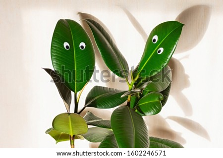 Similar – Image, Stock Photo Two houseplants Ficus elastic in white ceramic flower pots.