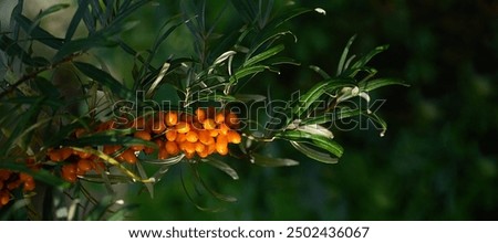 Similar – Image, Stock Photo Sea buckthorn hedge