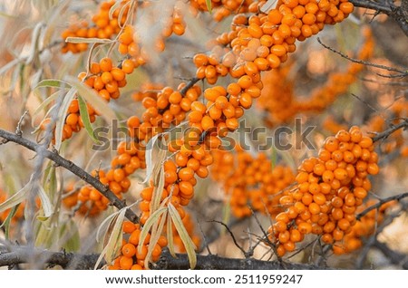 Similar – Image, Stock Photo Sea buckthorn hedge