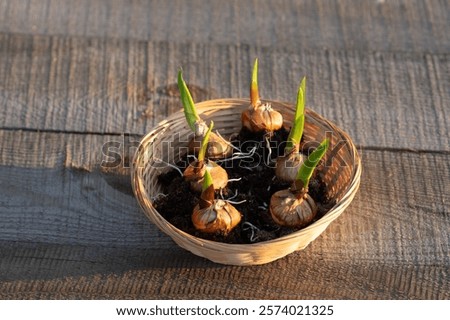 Similar – Image, Stock Photo Spring bulbs ready for transplanting. Gardening concept. Easter concept.