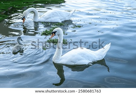 Image, Stock Photo Graceful swan swimming on lake