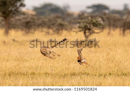 Cheetah chasing Thomson gazelle among whistling thorns Foto d'archivio © 