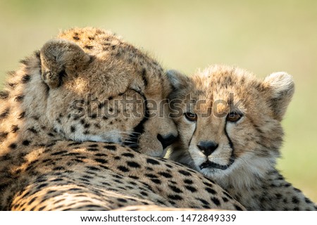 Close-up of cheetah lying asleep with cub Foto d'archivio © 