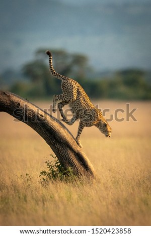 Cheetah runs down bent tree in grassland Foto d'archivio © 