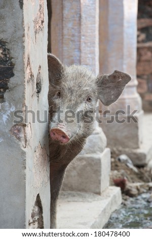 Pig peeping out from behind wall