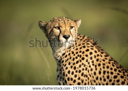 Close-up of cheetah sitting turning head round Foto d'archivio © 