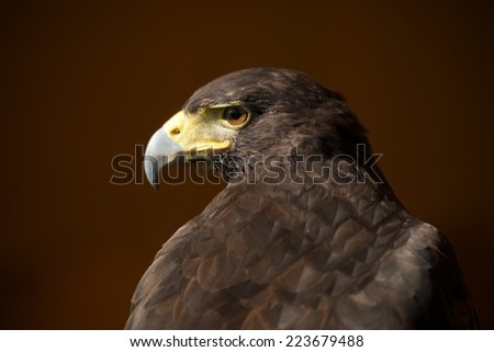Close-up of Harris hawk with head turned