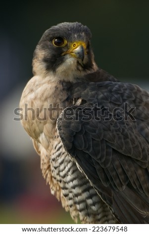 Close-up of peregrine falcon looking into distance