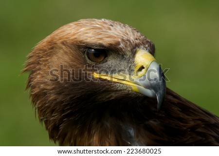 Close-up of golden eagle with turned head