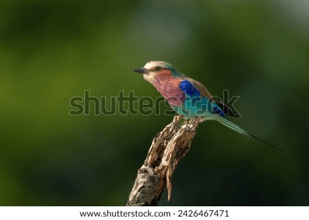 Similar – Image, Stock Photo Forked Roller on a branch in Tanzania