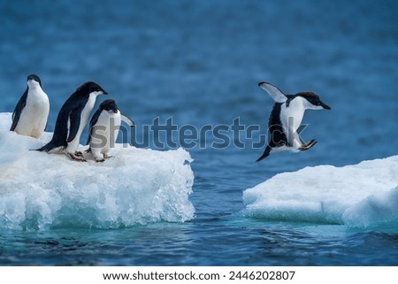 Similar – Image, Stock Photo penguin Animal