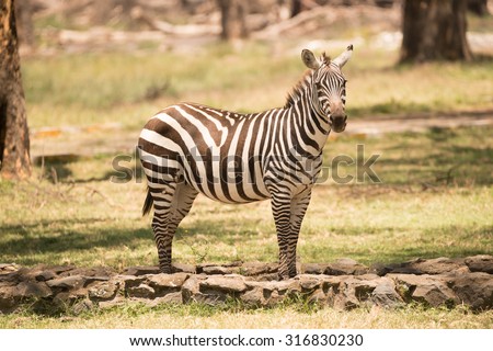 A zebra is standing on a path looking at the camera. The path has a low stone wall on either side, and there are trees, grass, dead branches and another path in the background.