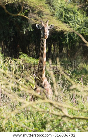 A Masai giraffe is half hidden by branches and undergrowth, with only its head and neck showing. It is looking straight at the camera.