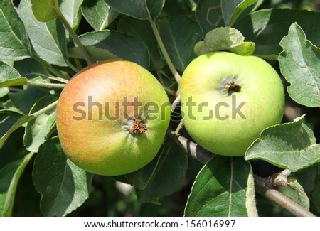 green apple on fruit tree in orchard