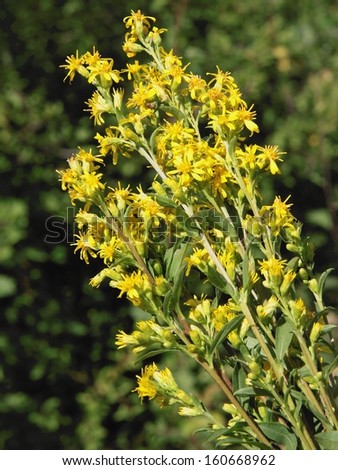yellow blossoming of golden rod plant