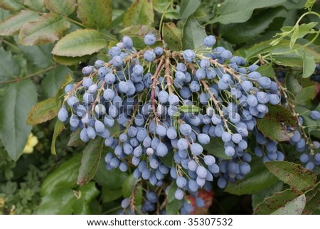 lila fruits of decorative shrub