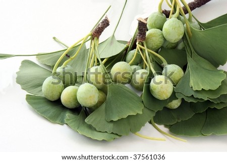 ginkgo leaves and fruits