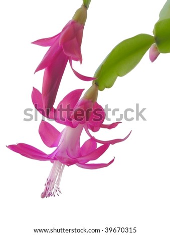 Pink Flowers Of Succulent Plant Stock Photo 39670315 : Shutterstock