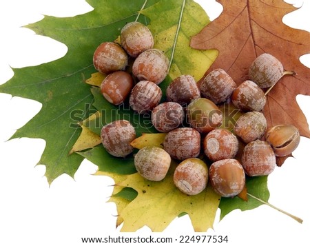 acorn and multicolor  leaf of red oak tree