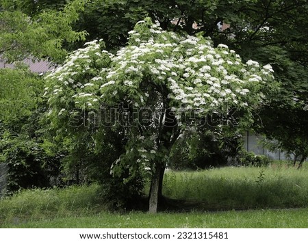 Similar – Image, Stock Photo Elder bush Branch