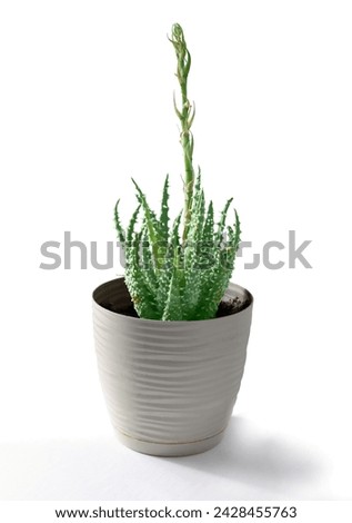 Similar – Image, Stock Photo Aloe humilis, a small succulent from South Africa; systematics according to M. W. Chase et al.