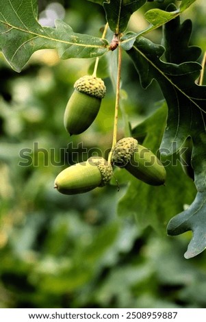 Similar – Image, Stock Photo Quercus robur oaks are reflected in a body of water with blades of grass in the bog