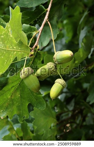 Similar – Image, Stock Photo Quercus robur oaks are reflected in a body of water with blades of grass in the bog