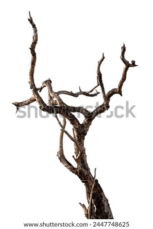 Similar – Image, Stock Photo Shadows of dry branches with leaves in autumn on a facade in light beige of the former cinema in Oerlinghausen near Bielefeld in the Teutoburg Forest in East Westphalia-Lippe