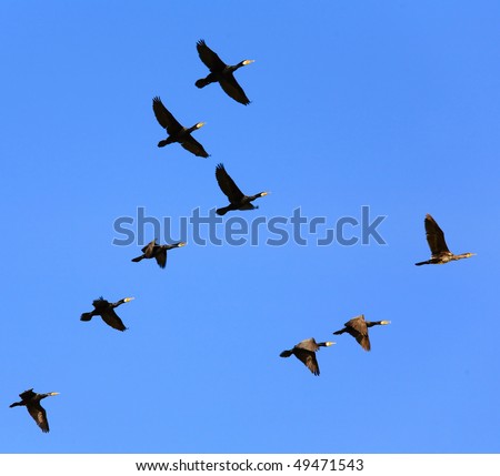 Multiple Black Birds Flying In The Sky Stock Photo 49471543 : Shutterstock