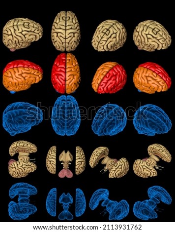 100 megapixels set - human brain with rontgen style image and highlighted zones isolated, mental research concept - creative hi-res medical 3D illustration Stock fotó © 