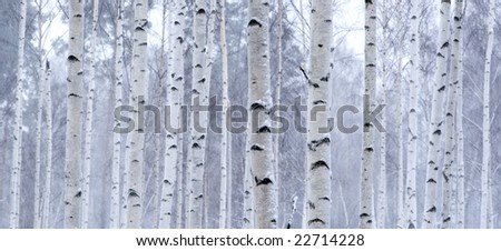 Similar – Image, Stock Photo birch woods