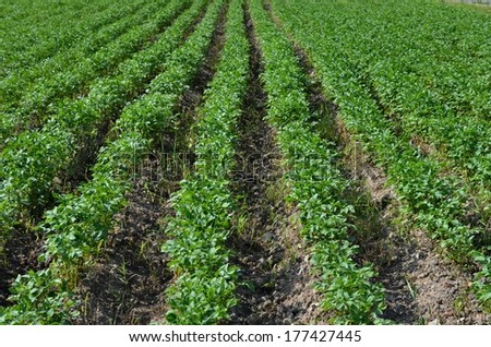 Big potato field growing in summer