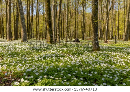 Beautiful wood anemone, spring flowers in the beech forest - wood anemone, windflower, thimbleweed, smell fox - Anemone nemorosa - in Larvik, Norway