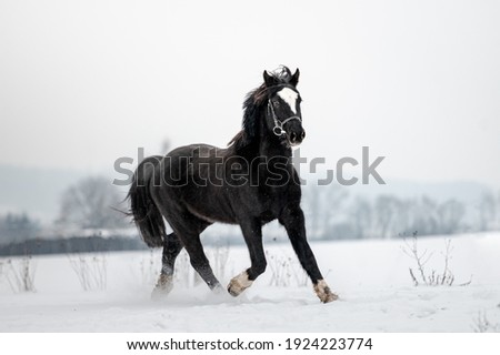 Beautiful stunning animal, horse stallion mare of welsh pony on snowy background. Running horse in snow. Сток-фото © 