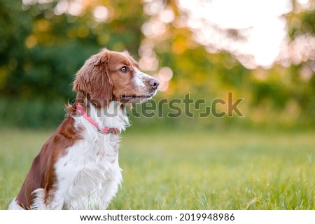 Similar – Image, Stock Photo Springer spaniel dog with wet fur by a beach