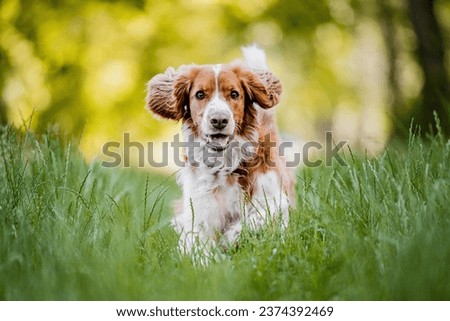 Similar – Image, Stock Photo Springer spaniel dog with wet fur by a beach
